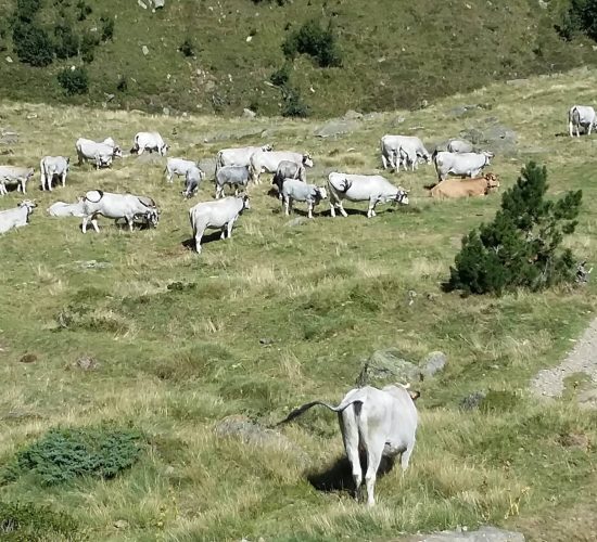 Location grand gite spacieux Ax Les Thermes - Orlu