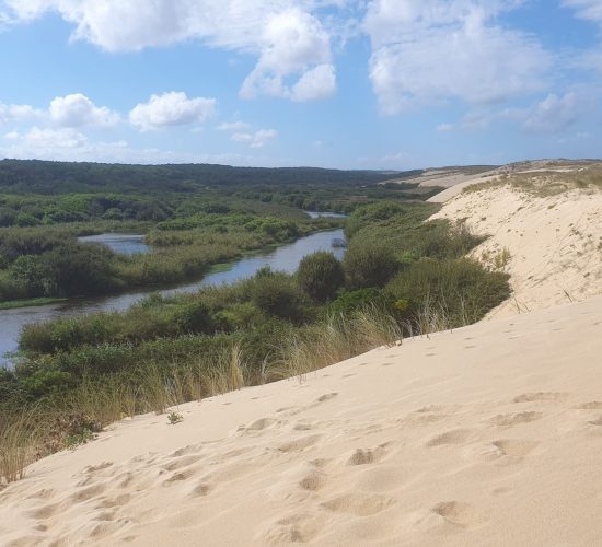 Gite Fleur des Sables -Maison 13 personnes à Vielle Saint Girons dans les Landes à proximité de l'océan