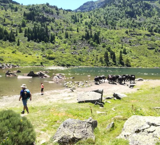 Location grand gite spacieux Ax Les Thermes - Orlu